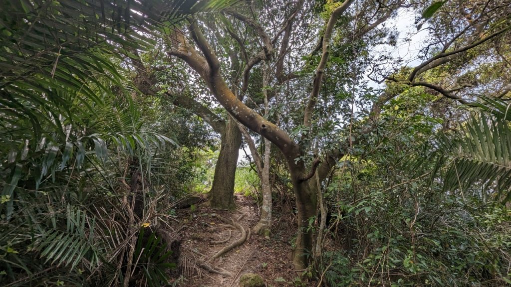 112.04.04王公坑山-烏塗窟山之開滿血藤花_2120597