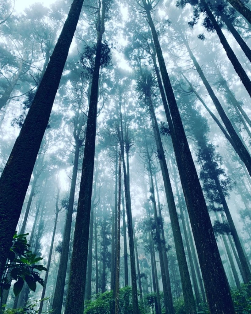溪頭_580867