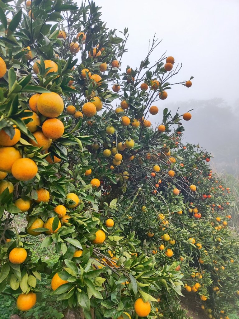 九讚頭車站-大崎棟.茶亭.逃學.騎龍古道20幾K繞大O_2972519