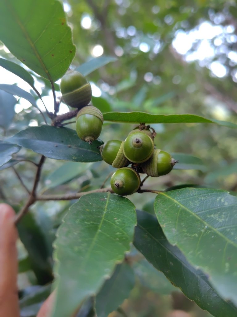 唐麻丹山 蝴蝶谷_2918784