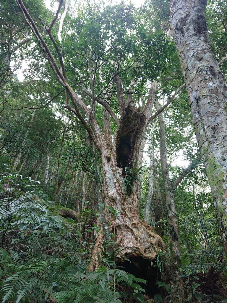 水田林道上貴妃山-鞍部石猴-那結山O型走_1307500
