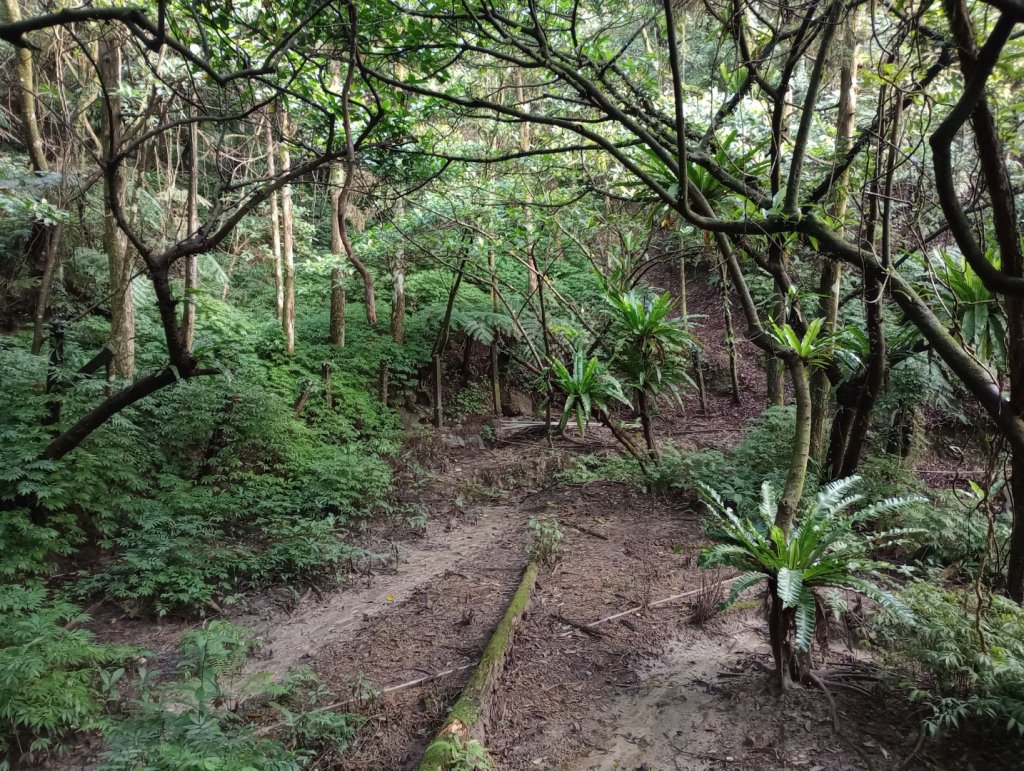 雷公埤山-鱷魚島觀景-小格頭獅頭山_2001486