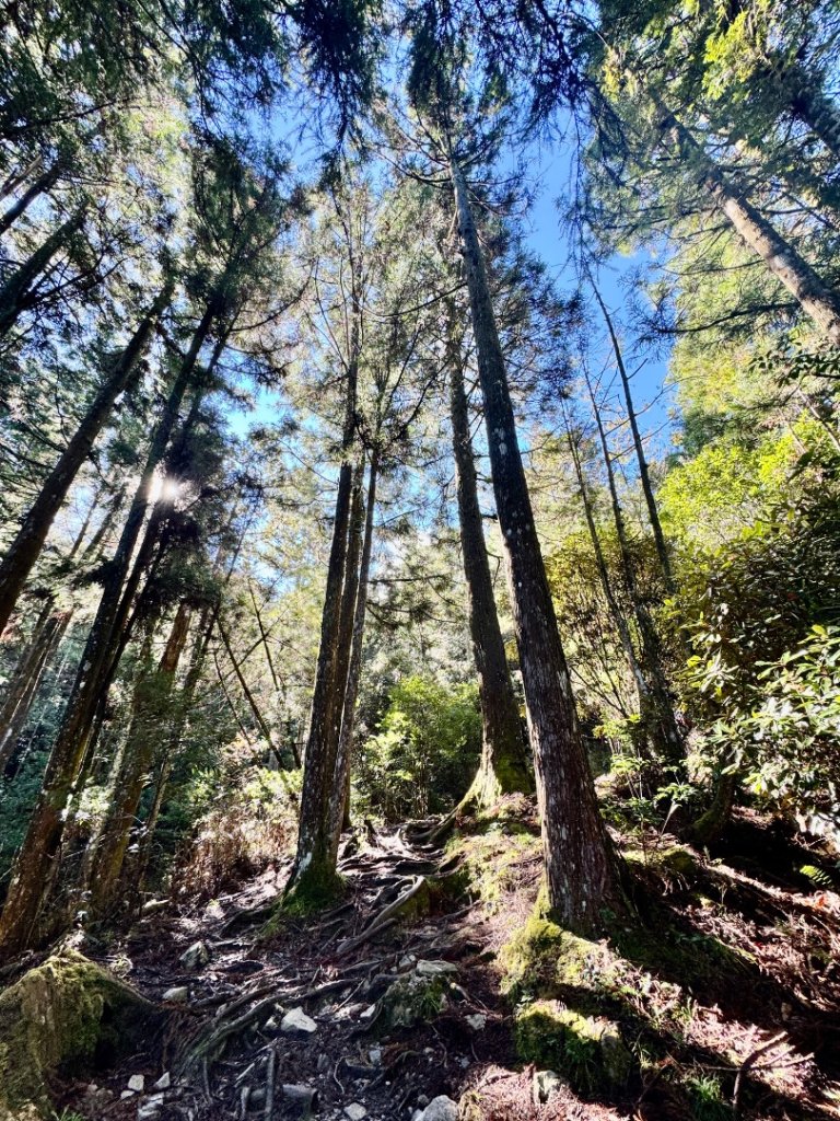觀霧-榛山步道_2926048