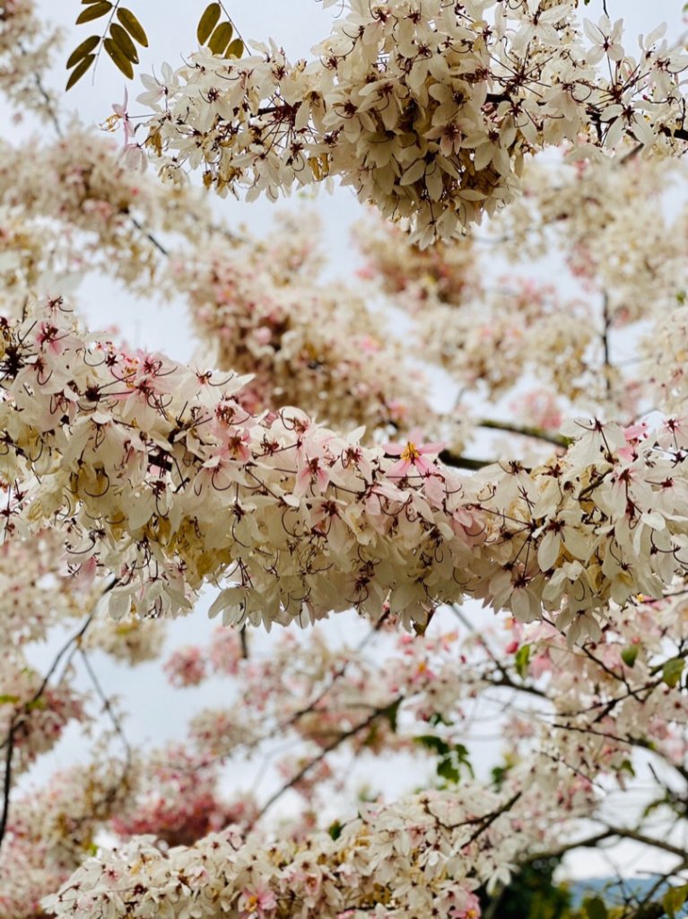 1090412臺南刣牛湖山步道_914682