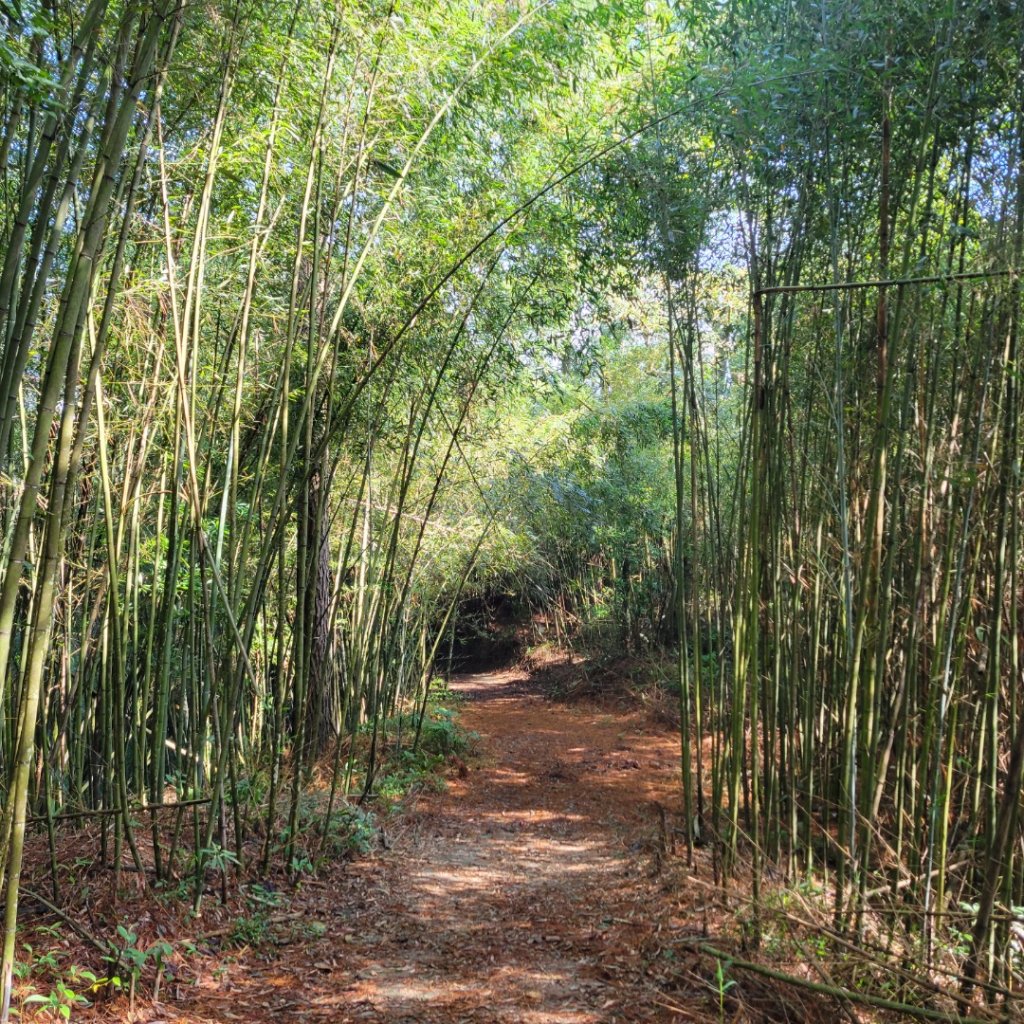 出關古道（十分崠段）_1899442