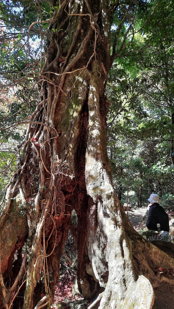 《台中》秋紅約定｜鳶嘴稍來山國家步道上稍來山賞台灣紅榨槭20211205_1538542
