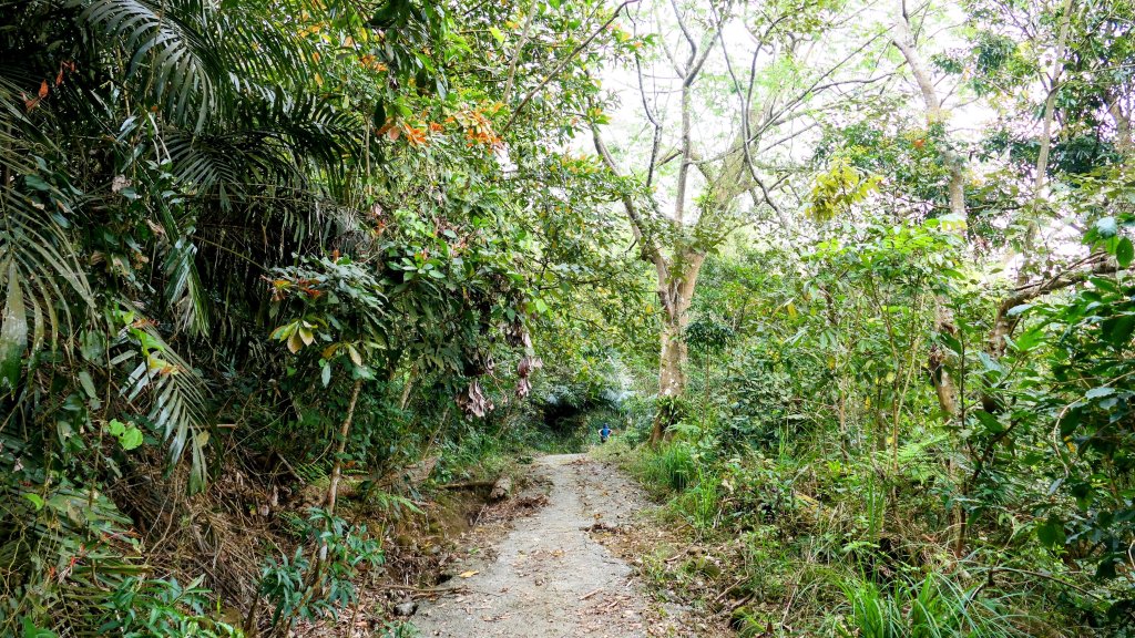 《臨江仙。木棉春色》_2735207