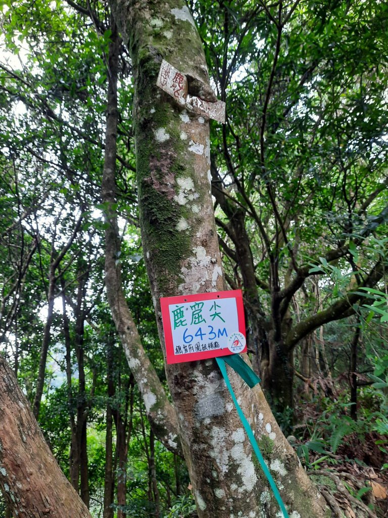 20230715 白雞三山 (鹿窟尖山-雞罩山-白雞山)，高CP好吃的食三麵屋_2219383