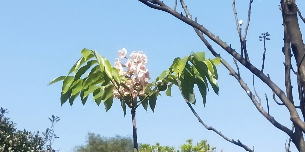 基隆國家新城樂利山，國寶鐘萼木開花惹_1281583