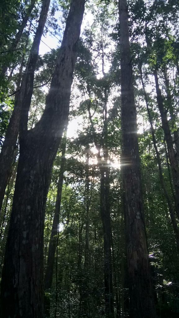 北得拉曼山登山步道神木區及內鳥嘴山連走_356737