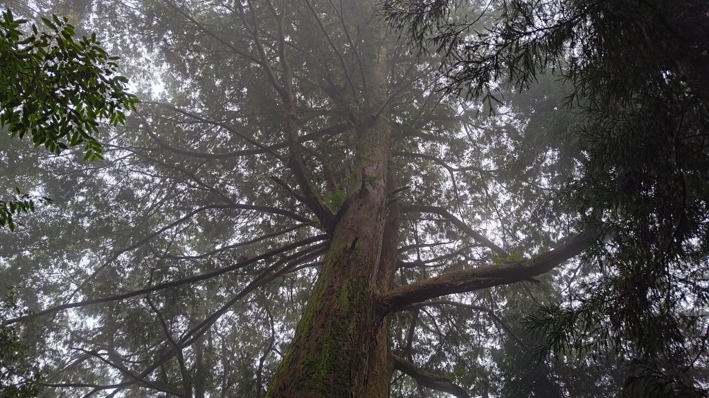 檜山巨木群_2918002