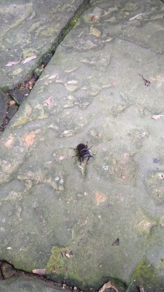 小百岳29號-20200920苗栗獅頭山_1106734