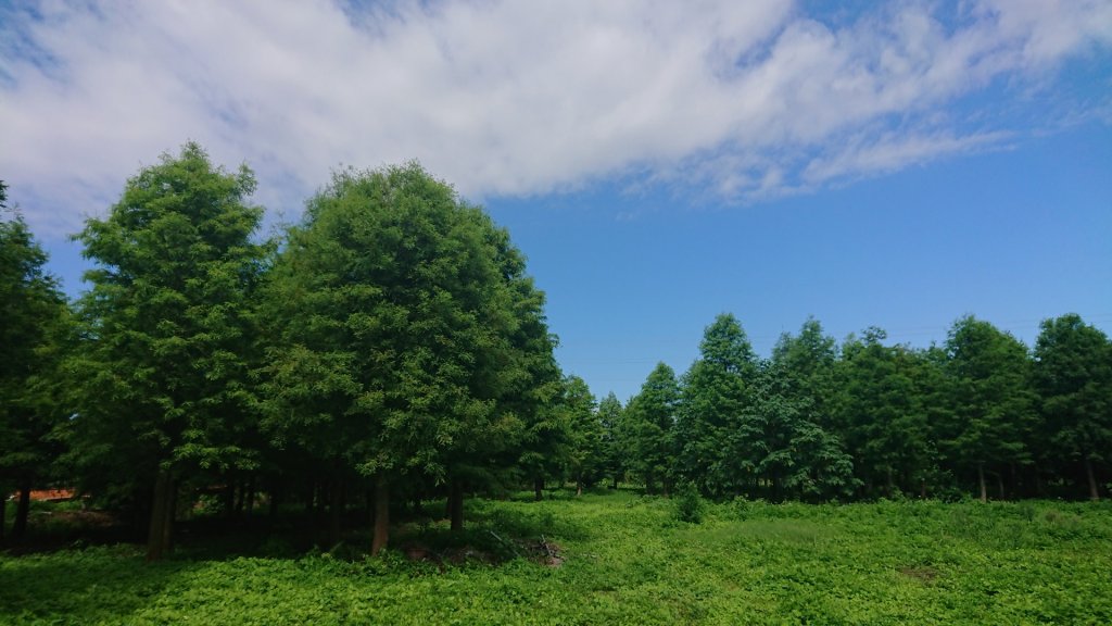 茶香步道～田中森林公園_980887