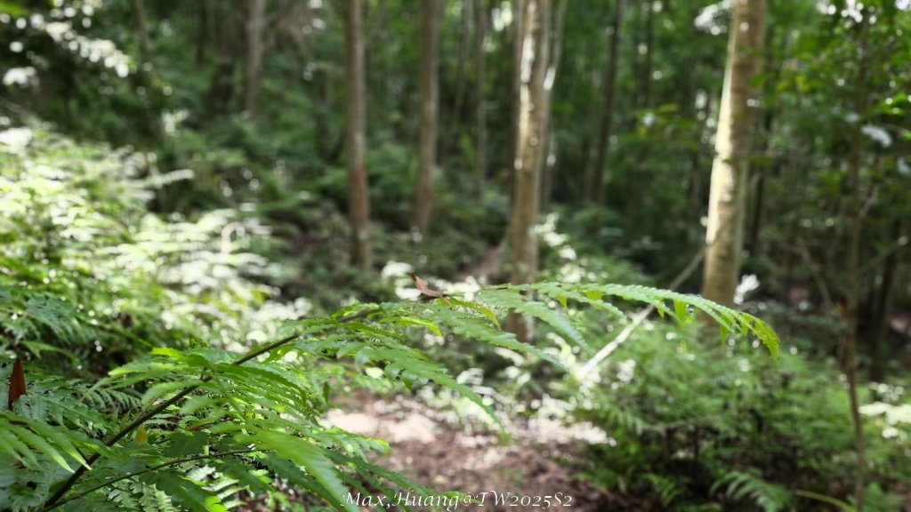 《台中》優美稜線｜橫嶺山自然步道（大雪山社區南登山口）20250531_2800156