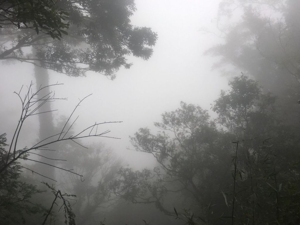 觀霧檜山巨木森林步道_171703