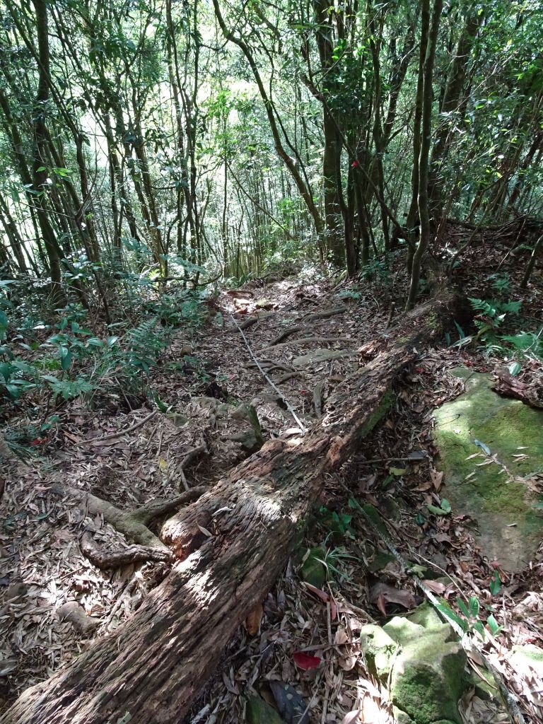 南投鹿谷-鳳凰山之三角點_222059