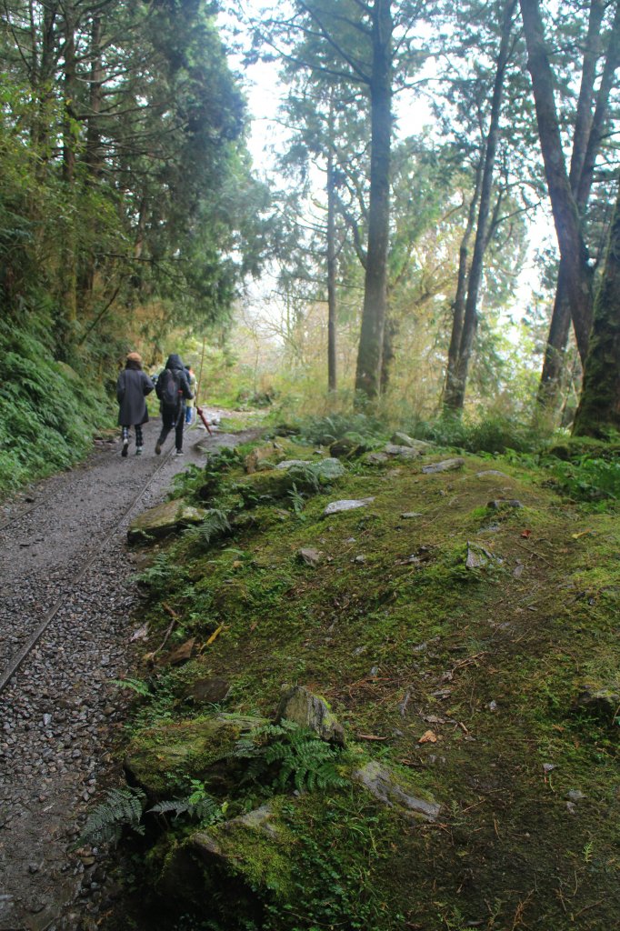 太平山見晴古道霧景濛濛 20181117_469381