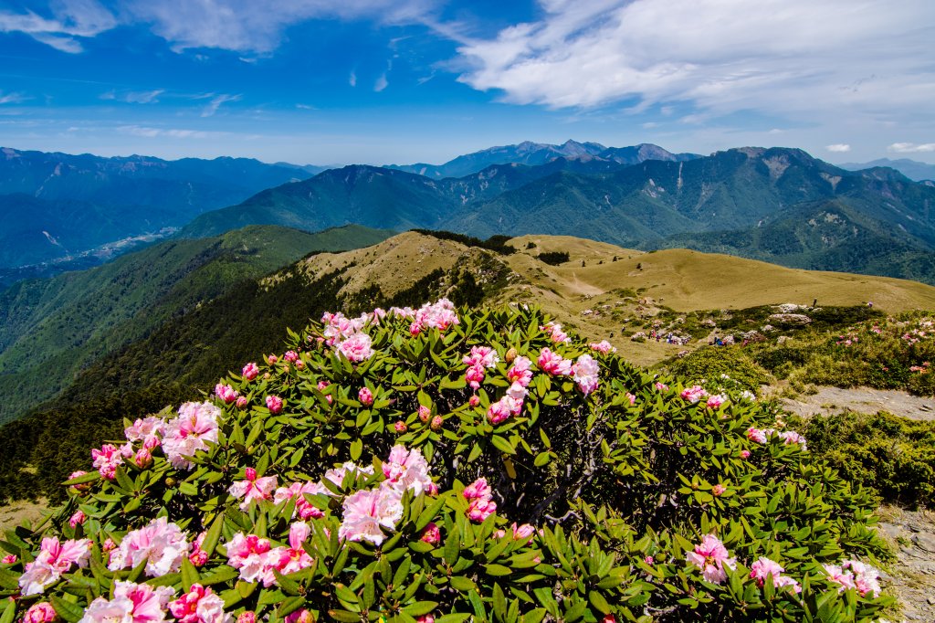 合歡山北峰賞高山杜鵑(2021/04/30)封面圖