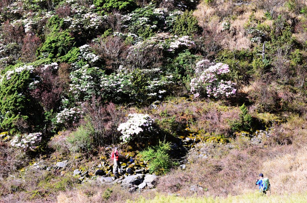 小奇萊步道高山杜鵑花季_326934