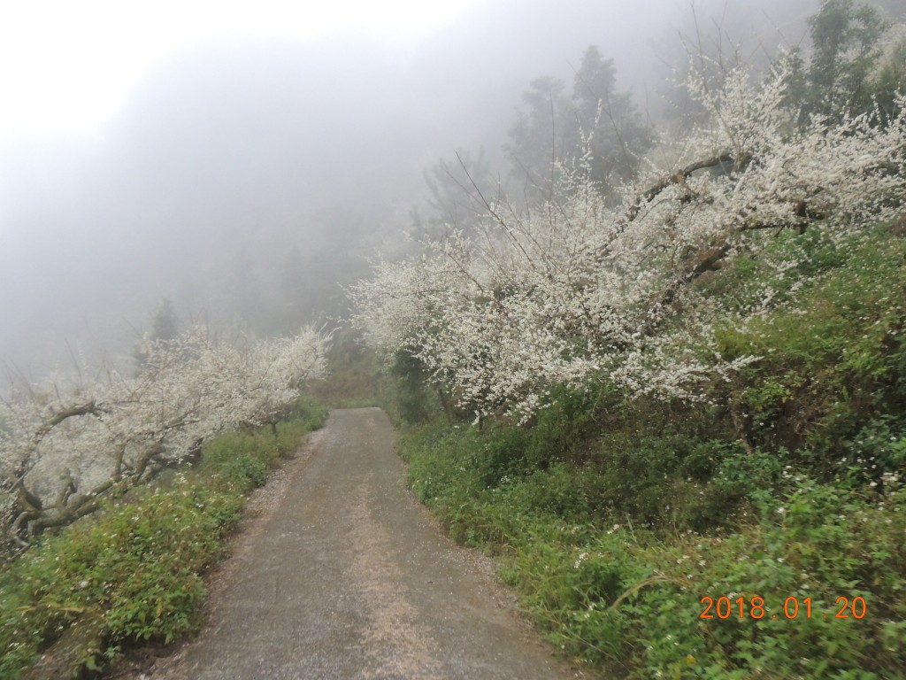 隆田產業道路登鳳凰山_253570