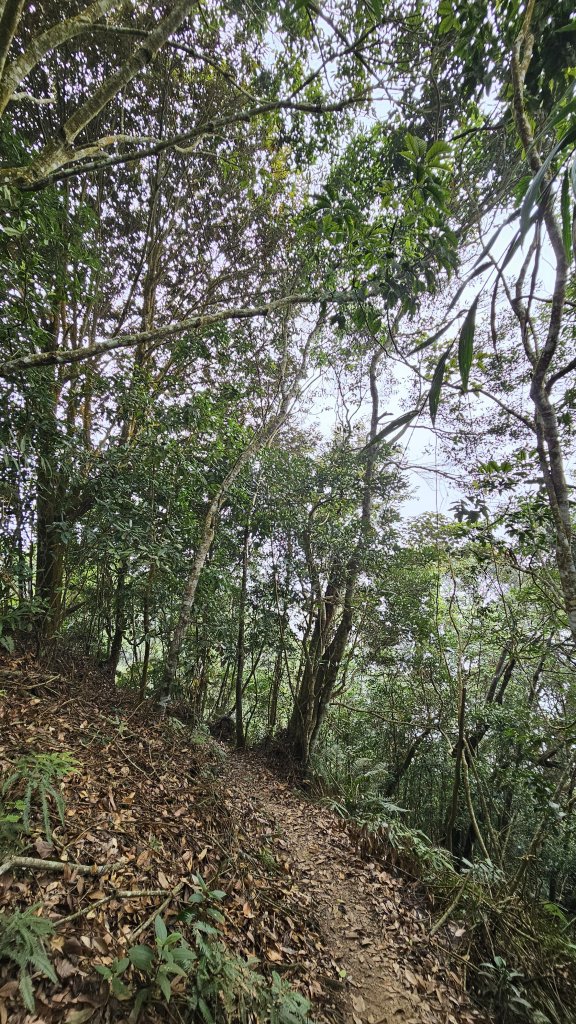 【稜線瘦如刀鋒，山形橫亙如屏風】解鎖第55座小百岳 #045 大橫屏山_2932868