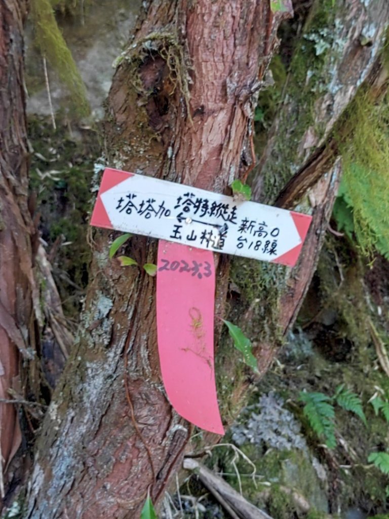 20240222特富野>>塔塔加   🧗塔特縱走⛰️_2434746