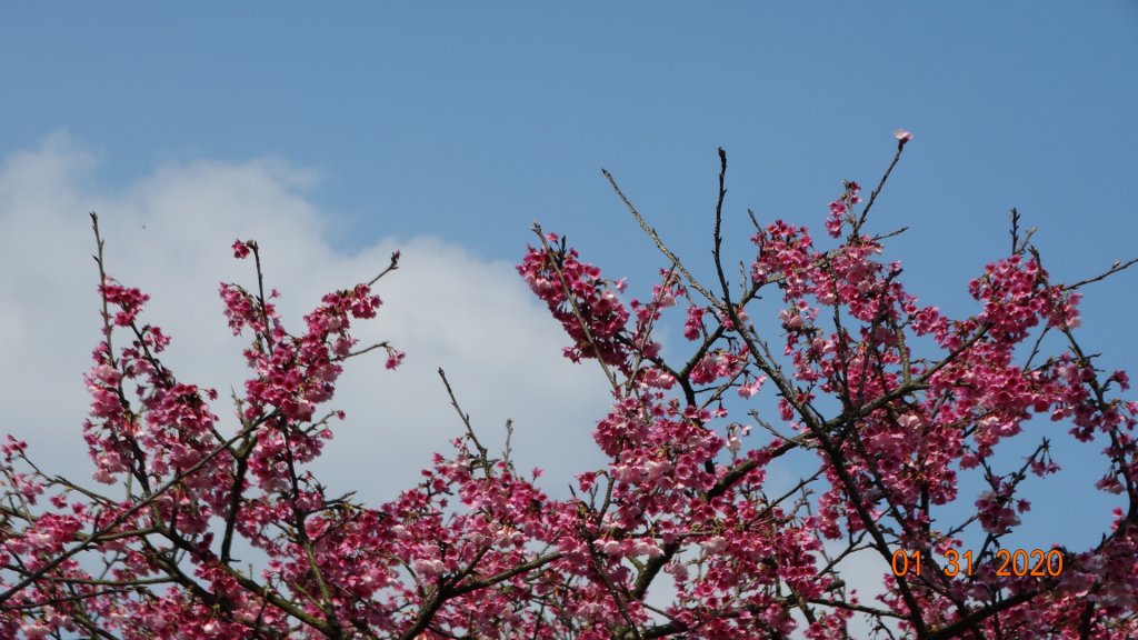 追花是簡單的快樂，賞花是恬淡的幸福3_819063