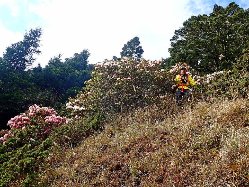 小奇萊賞杜鵑   2019/04/10_563960