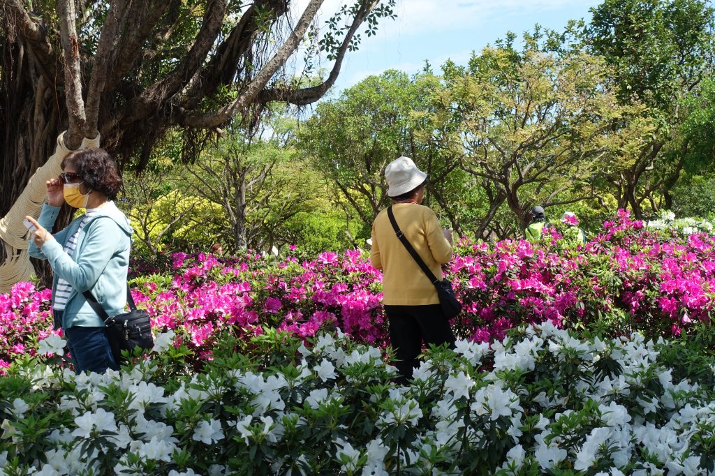 大安森林公園杜鵑花季_1286043