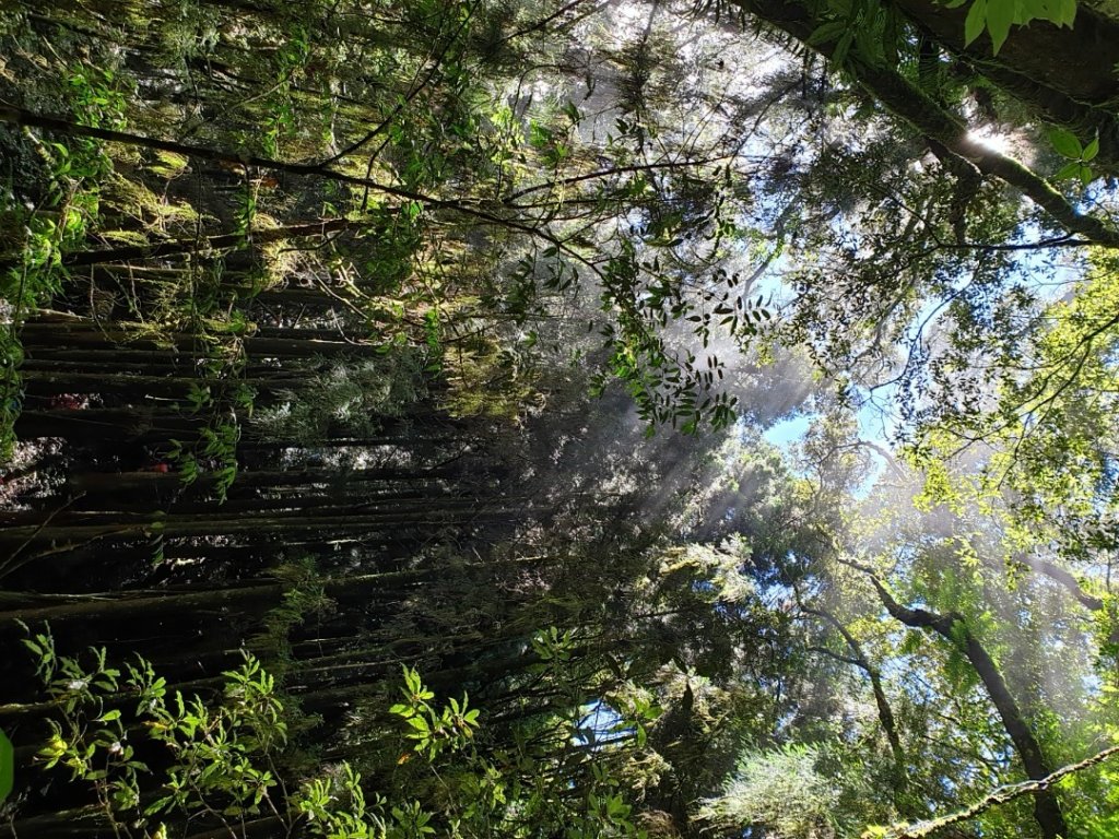 嶺頭山-金柑樹山-忘憂森林，O型縱走_1000756