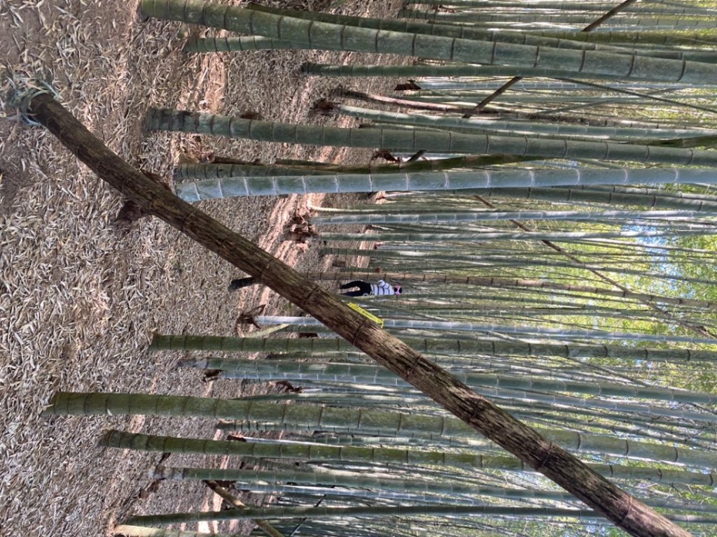 鹿谷大崙尾山、和雅挑竹古道7號、和雅挑竹古道6號O型走_2425951