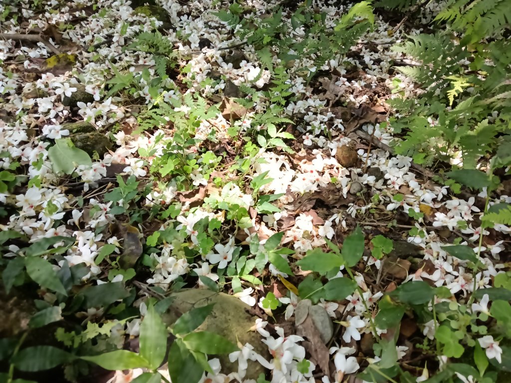 汐止區夢湖秘境桐花夢幻_2773487