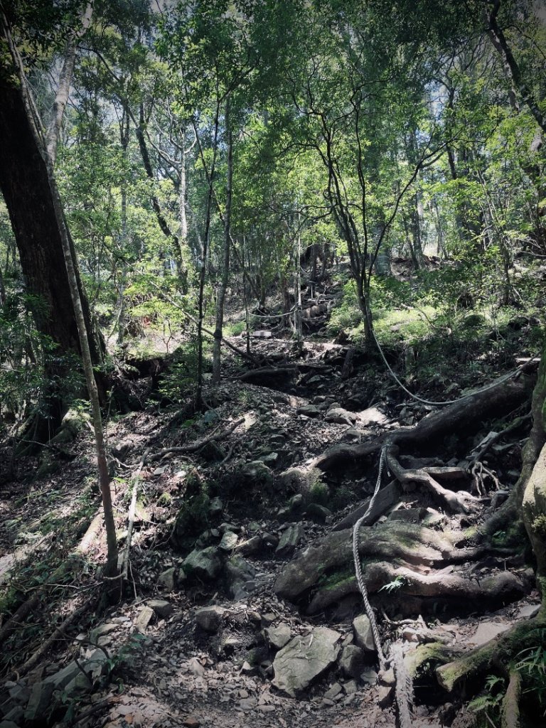 谷關七雄 《 馬崙山 》2025 09/06_2879771