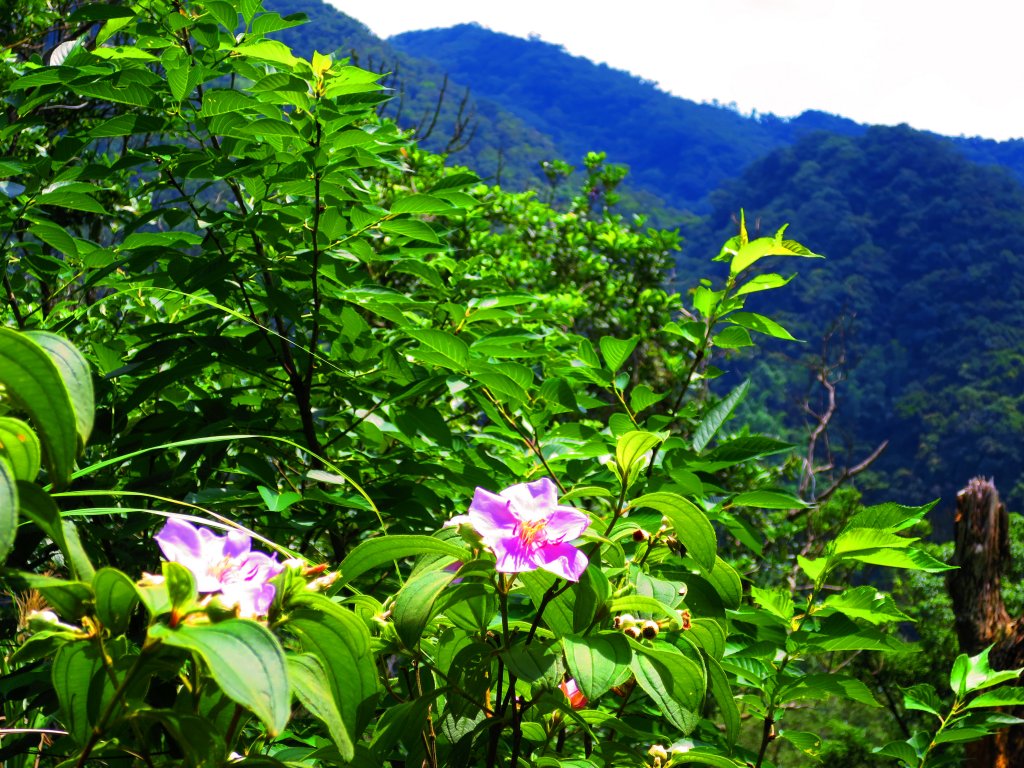搭著捷運去旅行-白石湖賞花輕旅行_610431