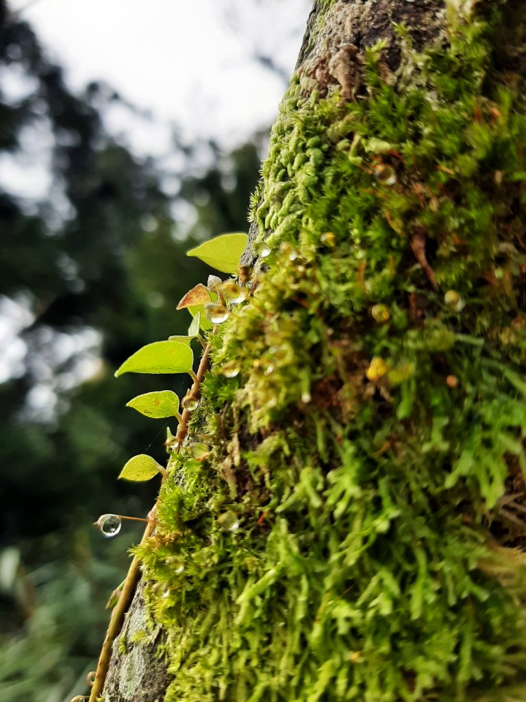 秋日。漫步在雲端_700215