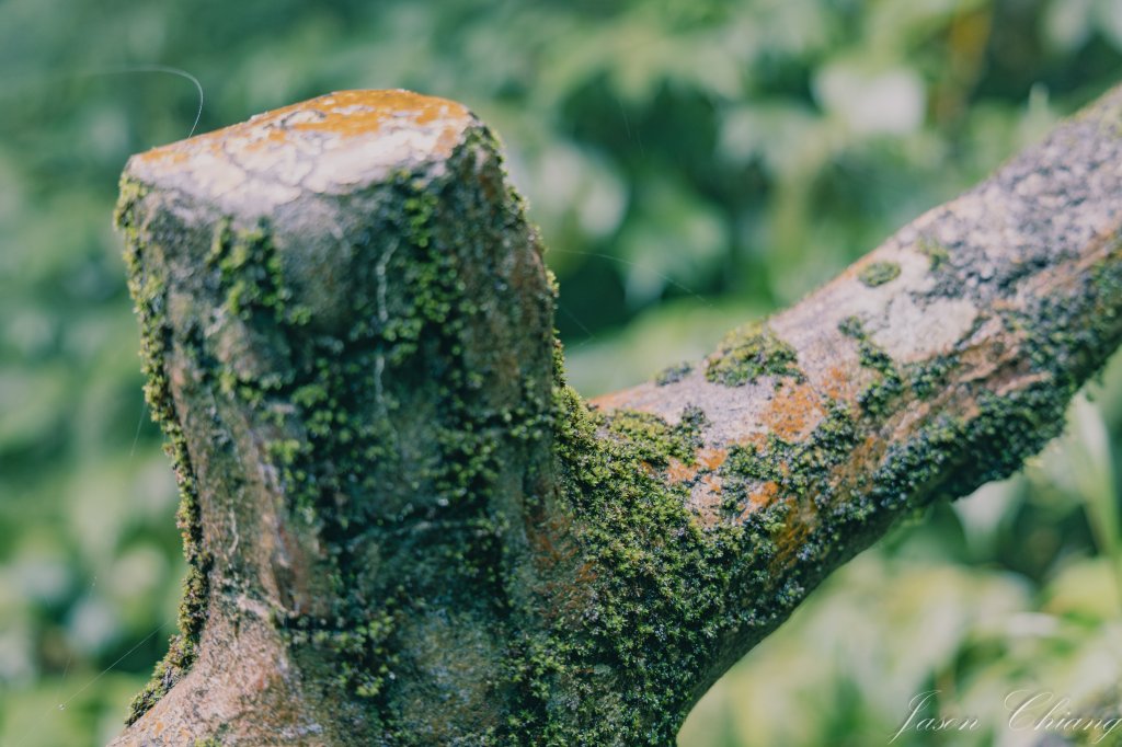 [新北]二格山_2730212