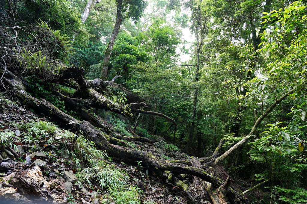 苗栗 泰安 南坑山_2808605