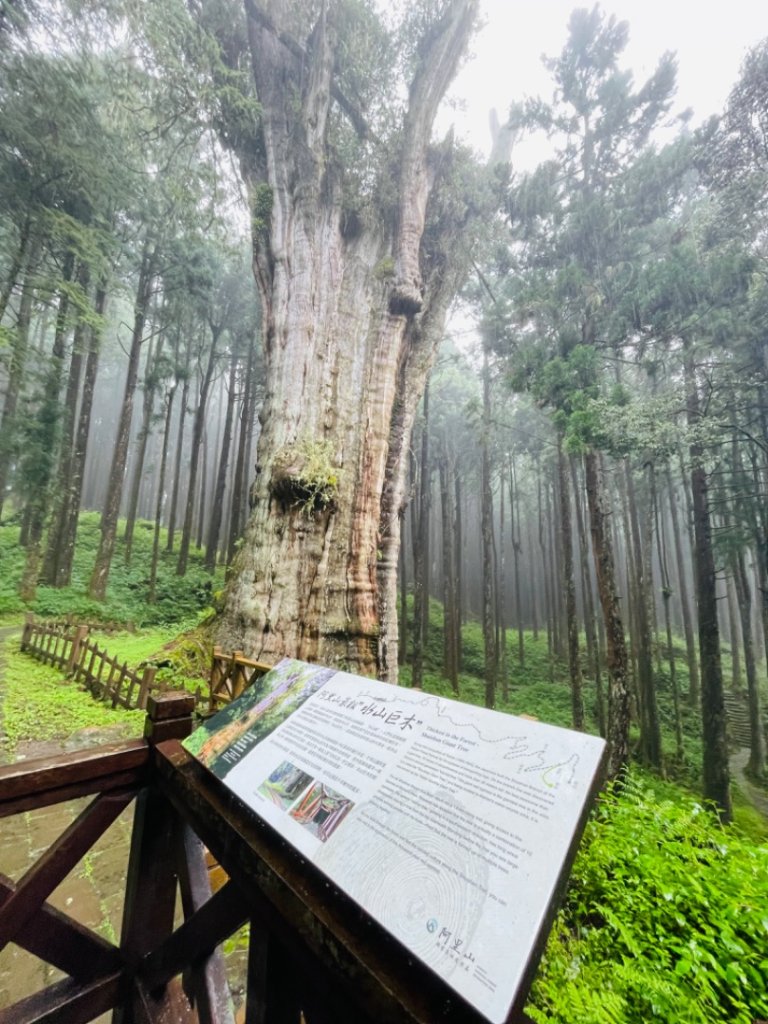 1130610水山巨木步道O繞_2523648