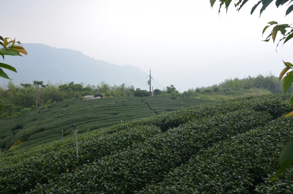 後棟仔山_1230522