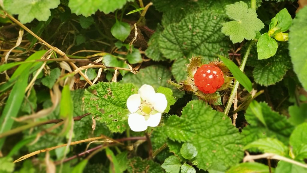 檜山巨木森林步道_1779510