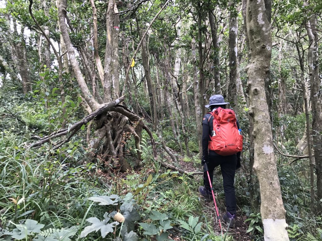 東眼山.拉卡山環走東滿步道_193638