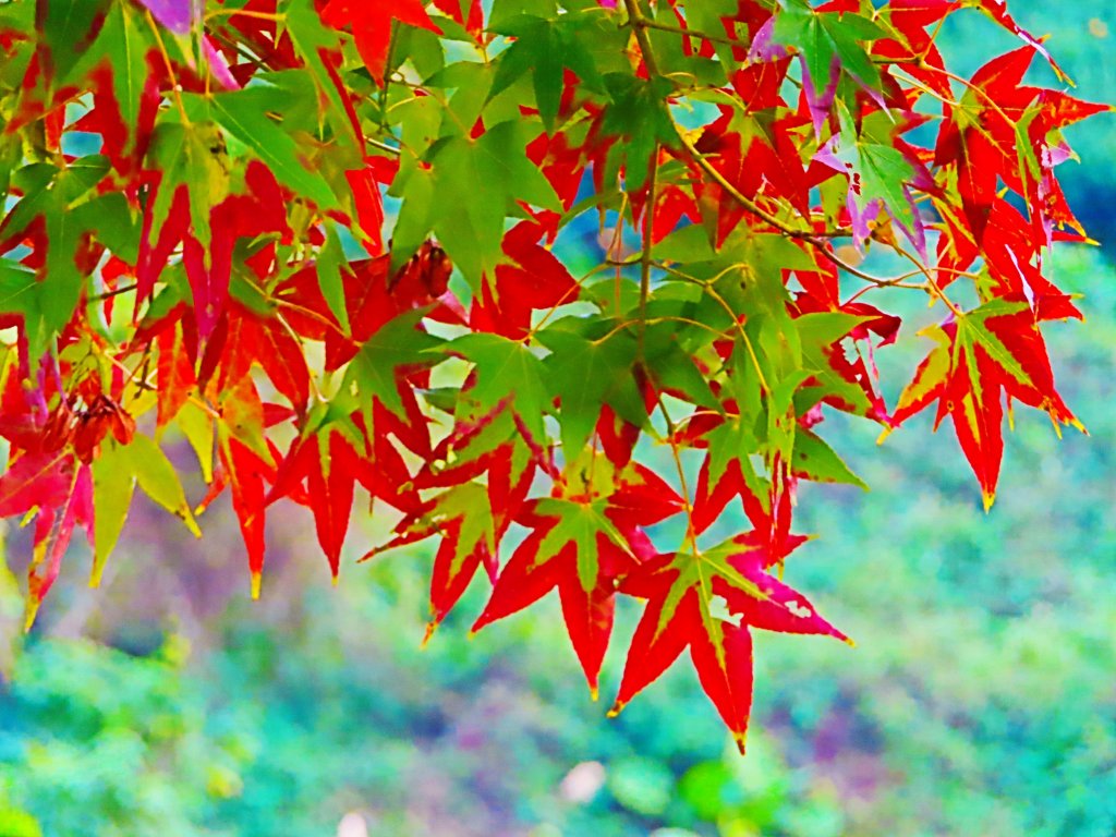 愛上登山的理由-馬那邦山賞楓去_483118