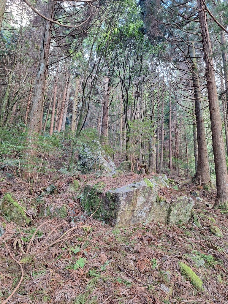 觀霧之榛山O型20241123_2653894