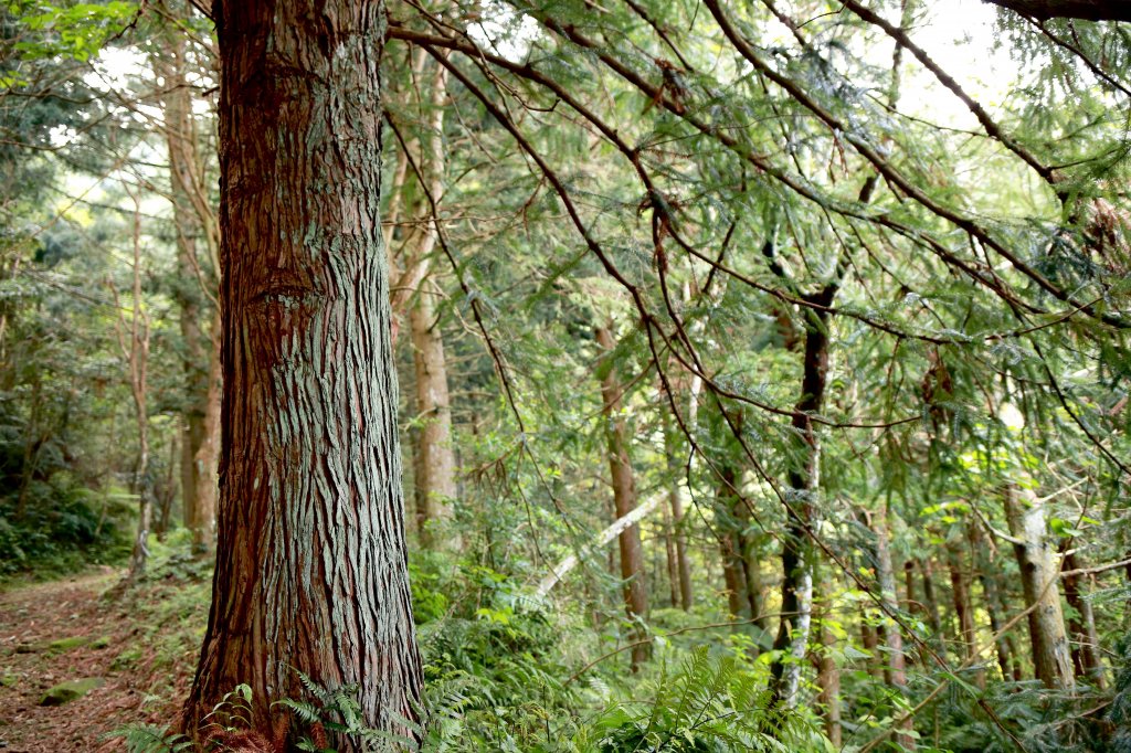 尖石鄉：貴妃山、石猴鞍部_656864