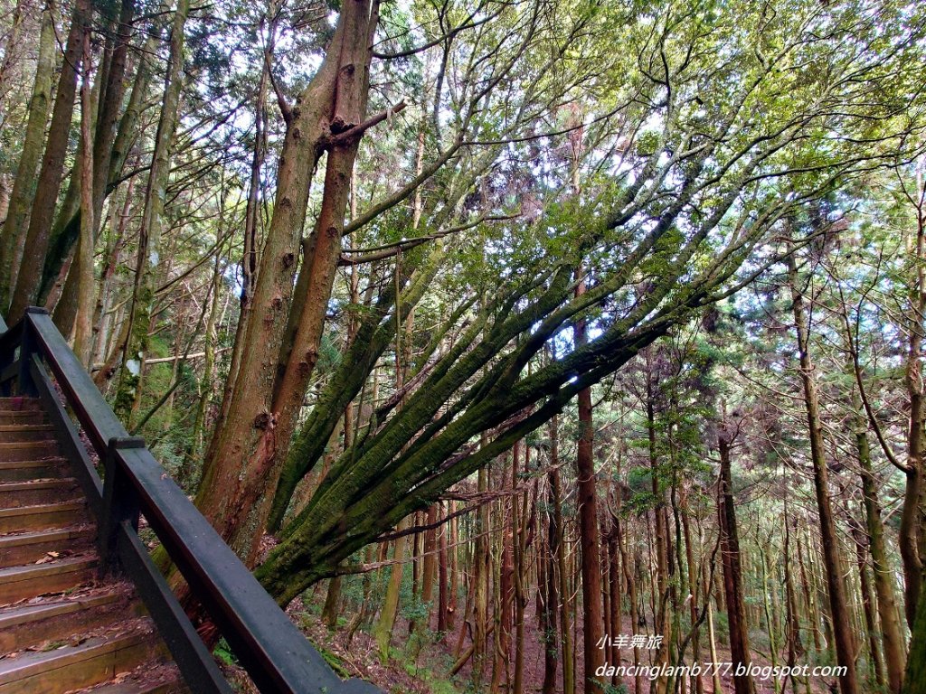 【新竹】觀霧森林遊樂區：檜山巨木群步道_2397404