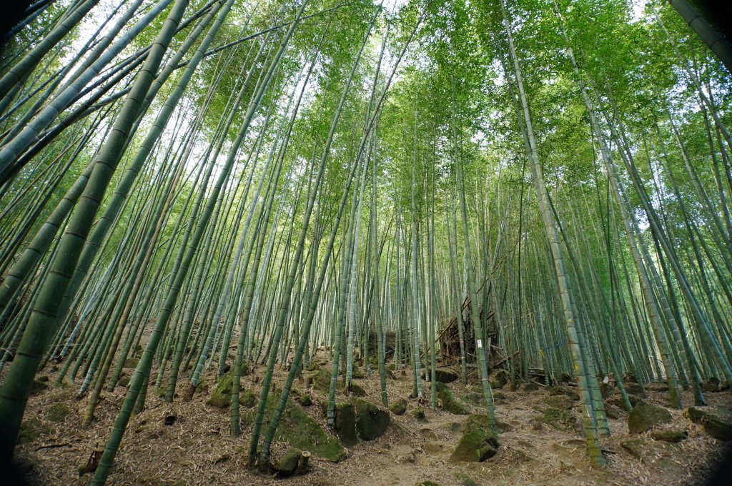 南投 鹿谷 龍鳳山、龍鳳峽山、三叉崙山、水桶寮山、內樹皮山、羊頭崙山、志騰山、竹崙山、溪頭山_2962237