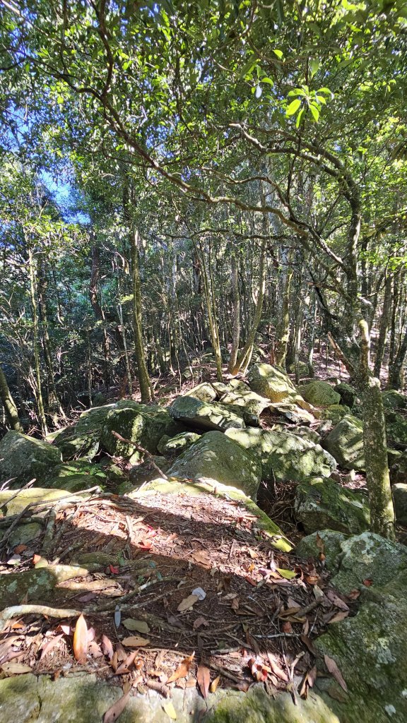 【細說大雪山木馬古道】橫嶺山、沙蓮山、笛吹山O繞_2921098