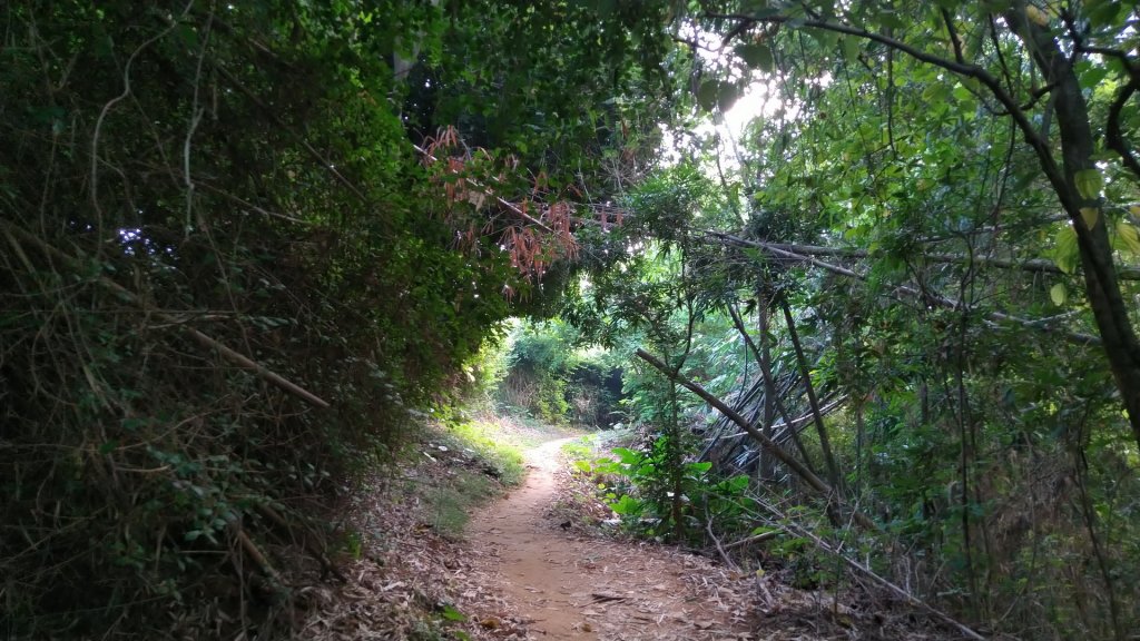 嘉義 山子頂山、紅毛埤山_1488809