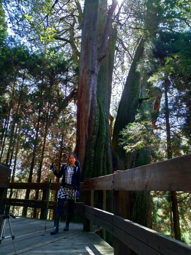 檜山巨木群步道_1662899