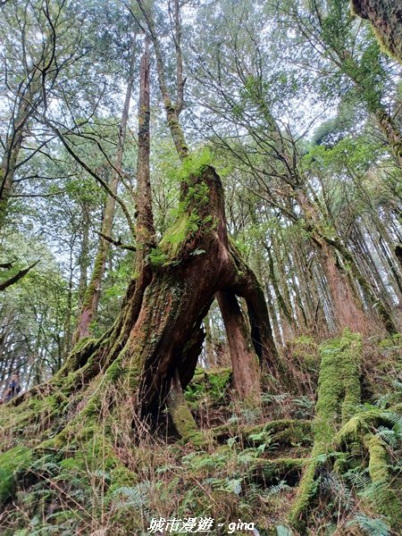【台中和平】在虐腳的陡上中持續前進。 谷關七雄-八仙山主峰步道_2367731